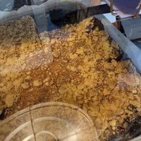 vegan crumble  at Café Boxenstopp in Cologne