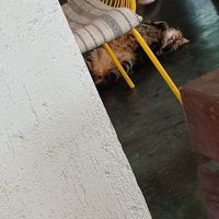 Cosy resident puddy tat at Green Tiger House in Chiang Mai