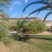 Villa at Villa Vegana in Mallorca