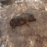  at Villa Vegana in Mallorca