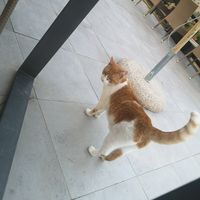 Cute Cat 😍 at Villa Vegana in Mallorca