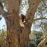  at Villa Vegana in Mallorca