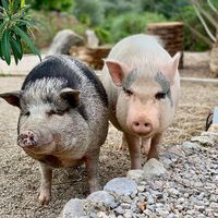 Trudi & Tyson
 at Villa Vegana in Mallorca