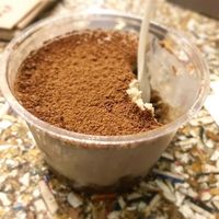 Raw Vegan Tiramisu at Grezzo at Grezzo Raw Chocolate in Rome