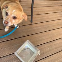 Dog friendly on the patio  at Jubilee Railroad Wilderness Lodge in Dunsmuir