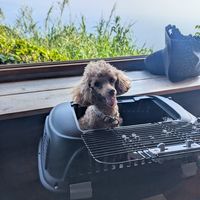 dogs allowed:) at Kiranah in Wakayama