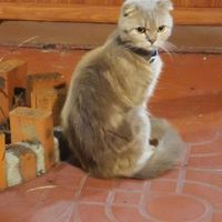  at Nhà Hàng Chay Emma - Emma's Vegan Garden in Hoi An