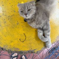 Restaurant cat  at Nhà Hàng Chay Emma - Emma's Vegan Garden in Hoi An