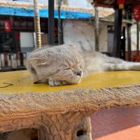 I’d come back just for this guy  at Nhà Hàng Chay Emma - Emma's Vegan Garden in Hoi An