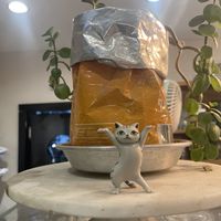 Cat friendly  at Café Schneor in Tel Aviv