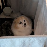 The dog isn't on the menu but he was very cute 🥰 at Vaust Bar & Restaurant in Berlin