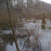 Talk a walk in the forest before dinner! at Krauterpension am Wald in Hanau