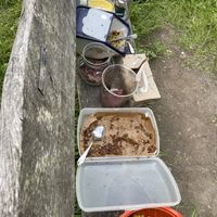 The whole picknick  at Krauterpension am Wald in Hanau