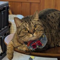 Curious cat at Vego Coffee - 齋啡 in Kowloon