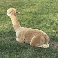   at The Remarkable Cookie in Queenstown