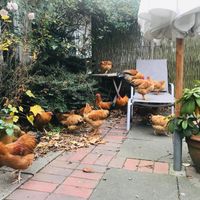 Lucky chicken outside  at Haus am Watt in Heringsand