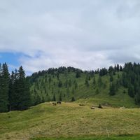 
Cows and ponies roam freely at Restaurant Frööd in Vorarlberg
