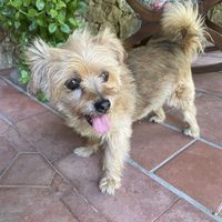 One of the lovely dogs YoYo  at B&B La Villa in Emilia-romagna