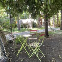 Horse by the pool  at B&B La Villa in Emilia-romagna