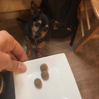 Dog treats! (There were more but he ate them right away😋) at Veganda in Padua