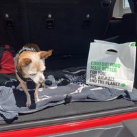 Takeaway Bag with Frijol Before We Devoured Lunch  at Veggie Grill in Mountain View