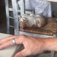Local cat sitting on the chair in the outdoor dining area😄 at Glaronisia in Milos