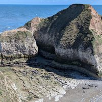 Seals at the Drinking Dinosaur, Flamborough at Kittiwake Cottage Bempton in Bempton