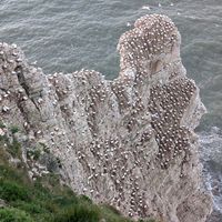  at Kittiwake Cottage Bempton in Bempton