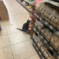 The cat is not for sale :-) at Duals Natural in Brooklyn