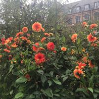 Flowers at Tivoli at Spice and Grain in Fryeburg