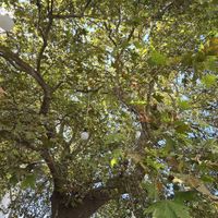  at Platanos Tavern in Skopelos