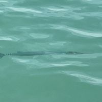 One of the many gar we saw swimming by while we ate  at Leaf Eaters Cafe in Bocas Del Toro