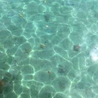   at Leaf Eaters Cafe in Bocas Del Toro