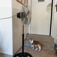 Cat  at Chat-Rivari Café in Paris