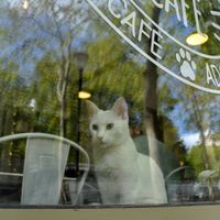   at Chat-Rivari Café in Paris