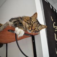   at Chat-Rivari Café in Paris