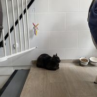   at Chat-Rivari Café in Paris