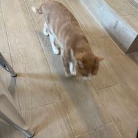 Gato at Chat-Rivari Café in Paris