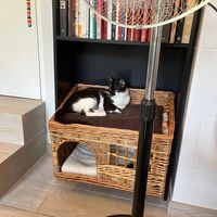 Gato em uma caminha at Chat-Rivari Café in Paris