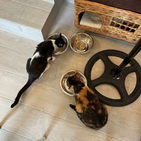 Gatos comendo at Chat-Rivari Café in Paris