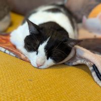  at Chat-Rivari Café in Paris