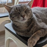  at Chat-Rivari Café in Paris