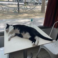   at Chat-Rivari Café in Paris