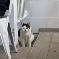   at Chat-Rivari Café in Paris