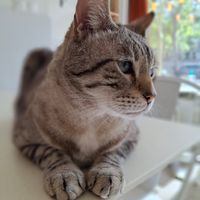  at Chat-Rivari Café in Paris