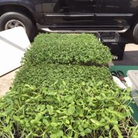 Vision Sprouts Hermosa Farmer Markey at Farmer's Market in Hermosa Beach