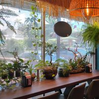 Interior plants at VeneBites in Tallahassee