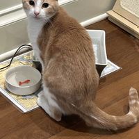 Resident feline.  at A Sanctuary Cafe in Boston