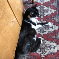   at Cafe Schnurrke in Cologne