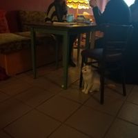 One of the cats at Cafe Schnurrke in Cologne